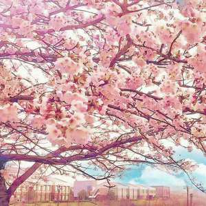 免费高清特级毛片
