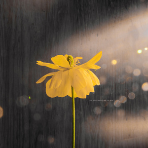 免费高清特级毛片
